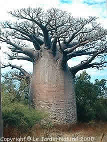 Baobab Fony Grown