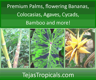 Shop For Tropical Plants