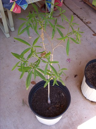 Baobab Fony