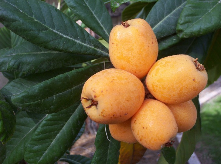 Big Jim Loquat Fruit Cluster