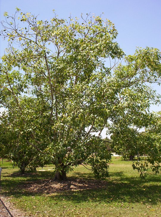 White Sapote Tree