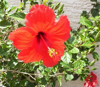 Flowers  on Red Tropical Hibiscus Flower