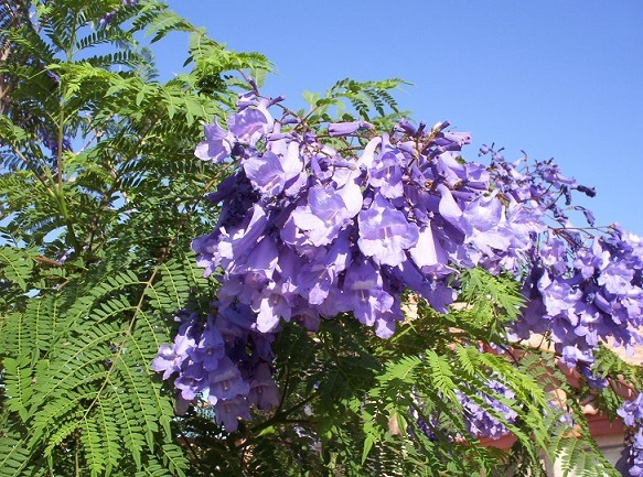 Jacaranda Tree In Phoenix Arizona