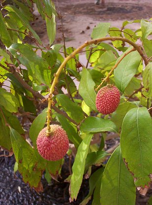 Lychee Tree