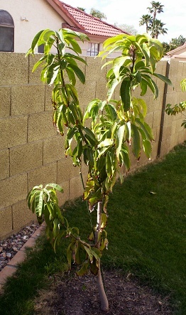 Mango
