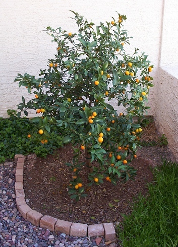 Meiwa Kumquat