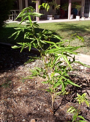 Pacay (inga feuillei) tree