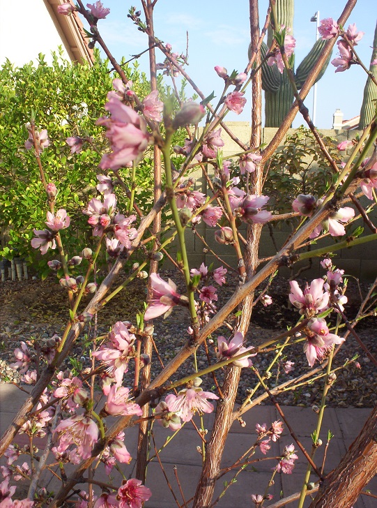 Peach flowers