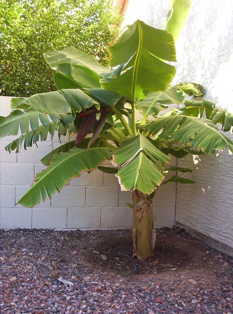 Banana flowering