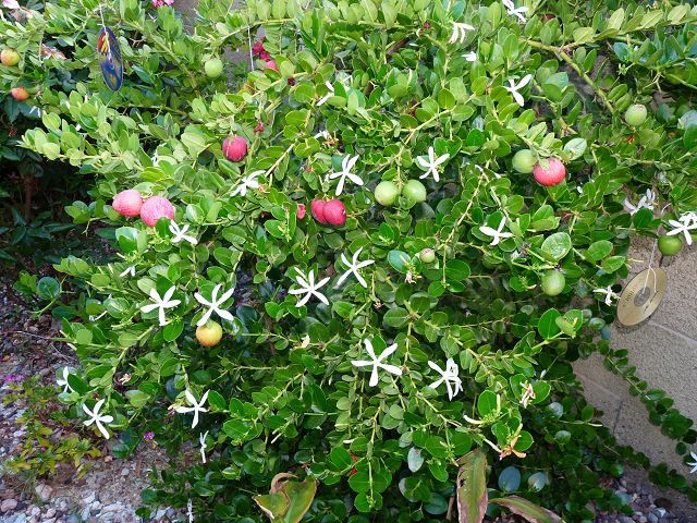 Carissa, Natal Plum Fruit and Flowers