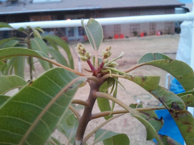 Lots of new growth on the mangos