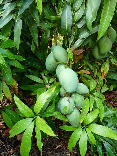 Mangoes and Lychees