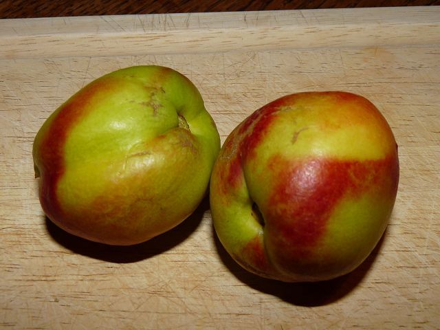 Growing nectarines in Phoenix Arizona