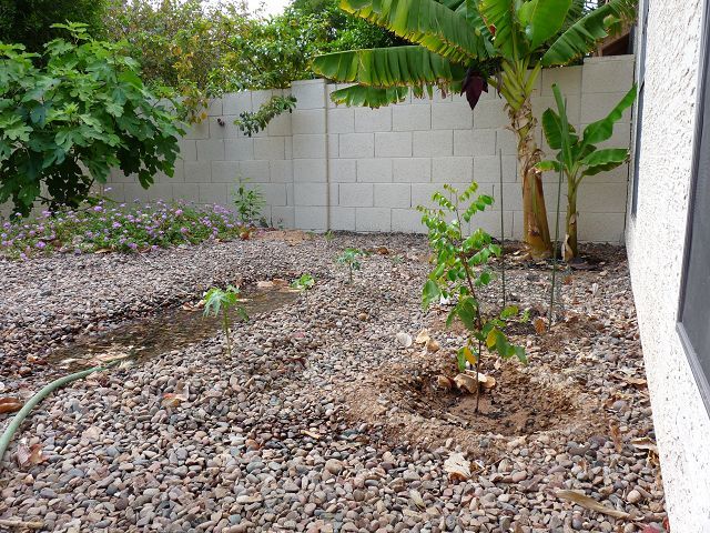 New Papaya Planting