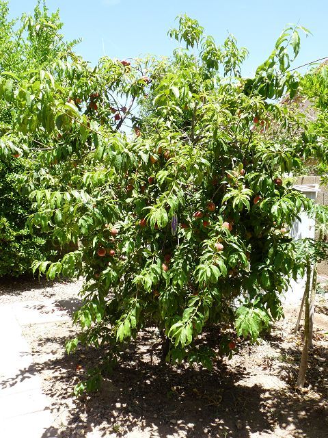 Earli Grande Peach Tree Fruit - May 2010