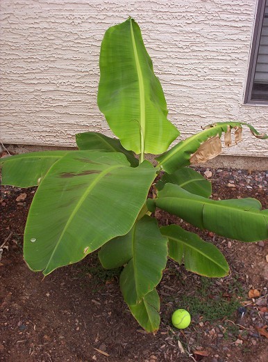 Rajapuri Banana