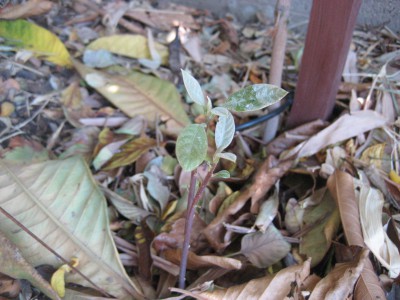 Loquat seedling from somewhere