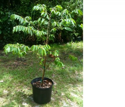 Jamaican cherry (Muntingia calabura)