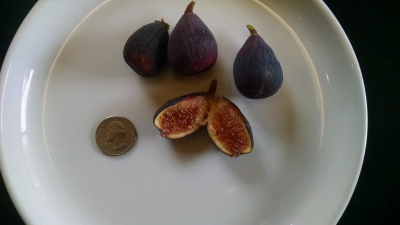 Figs in Season