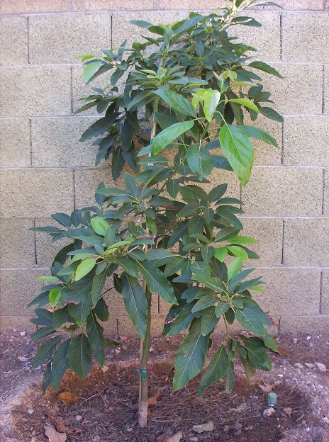 Winter Mexican Avocado Looking Good