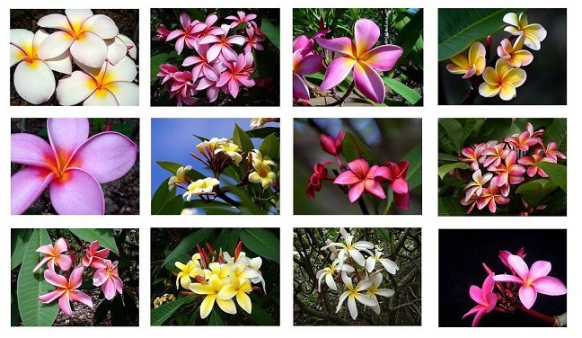 Plumeria Calendar Gallery