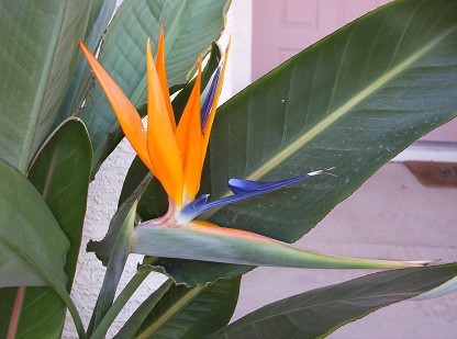 Tropical Bird of Paradise Flower