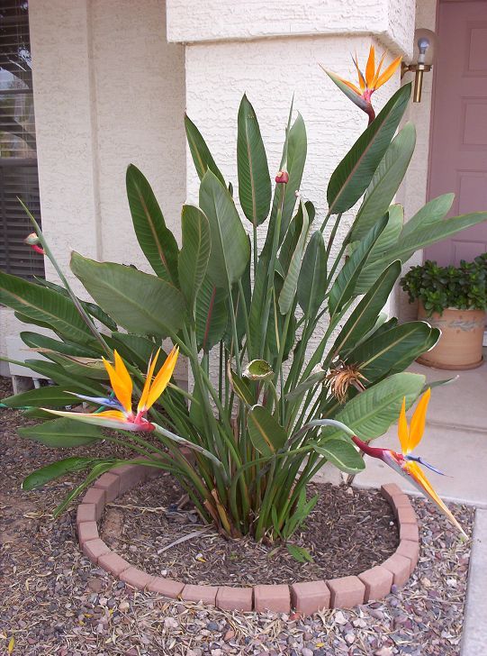 Unlike its banana relatives, tropical birds of paradise 