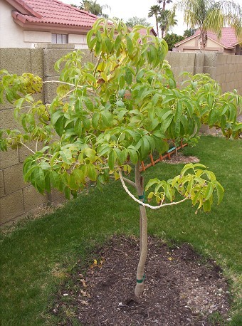 White Sapote