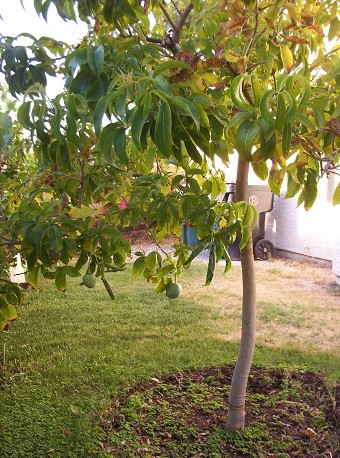 White Sapote