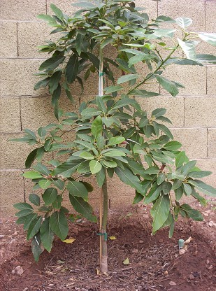 Winter Mexican Avocado Tree