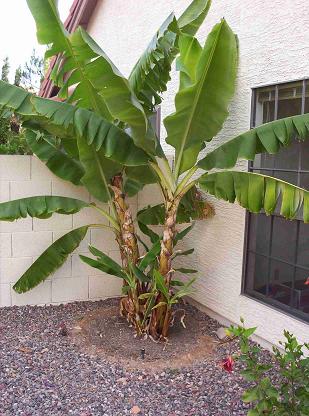 Can I Grow Bananas in Arizona 