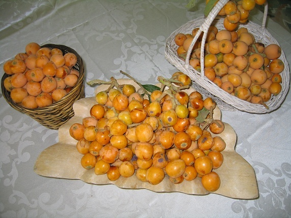 Loquat fruit