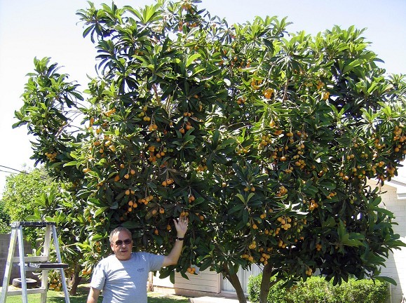 Loquat tree