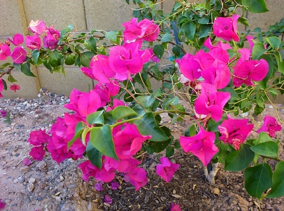 Bougainvillea