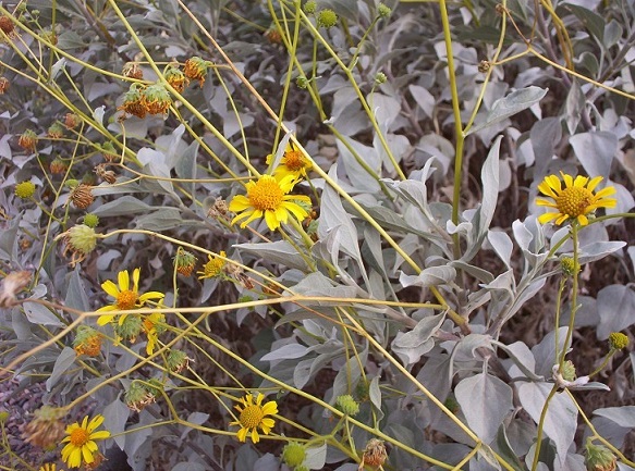 Brittle Bush Flowers