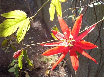 Crimson Passion Flower