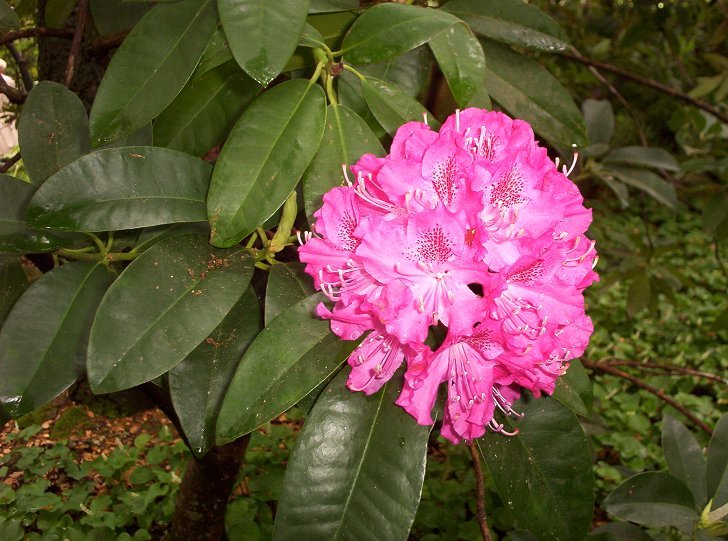 Pink Rhododendron