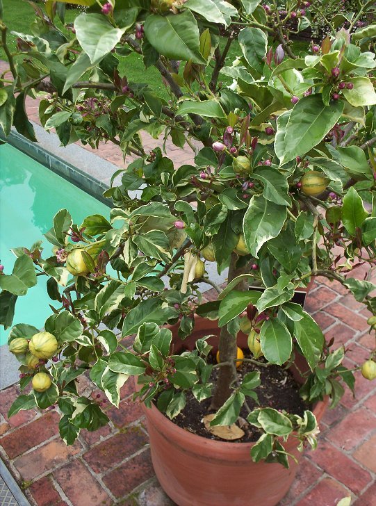 Variegated Lemon Tree