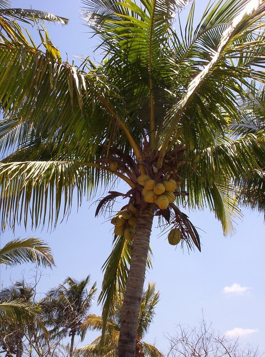 Coconut Palm