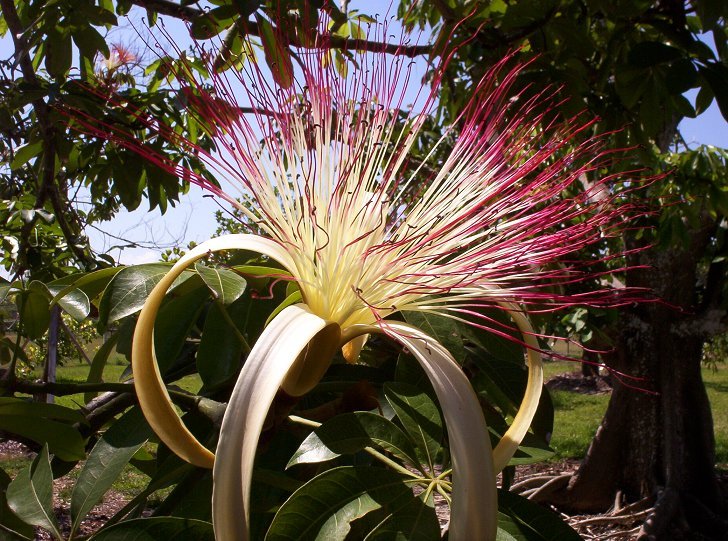 Guiana Chestnut Flower