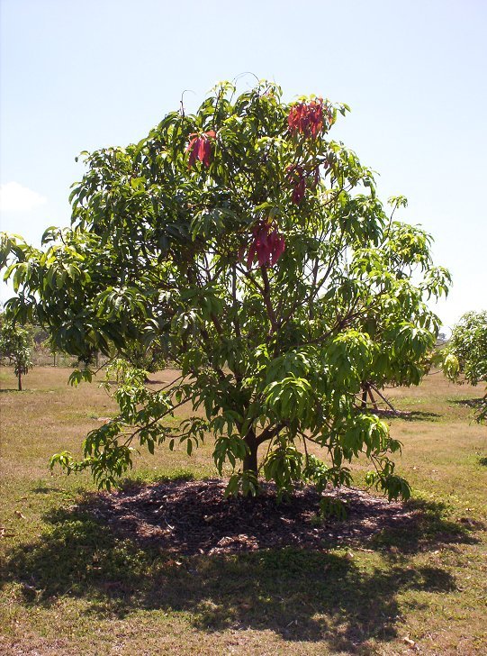 Mango Tree