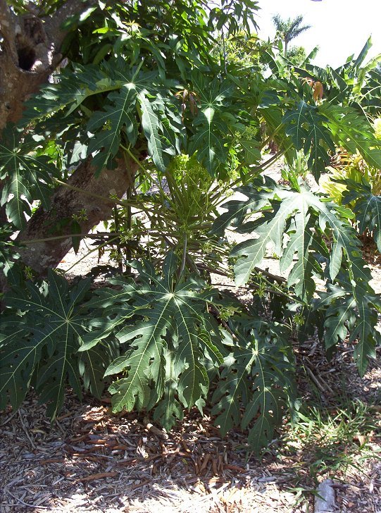 Papaya