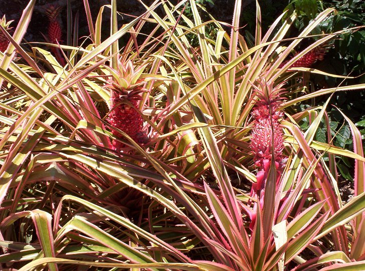 Red Ornamental Pineapple