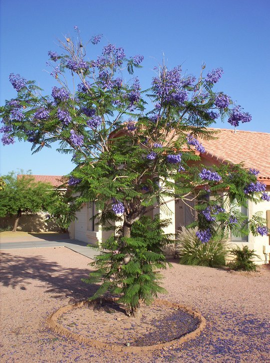 Jacaranda Tree