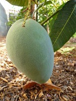 Keitt Mango Fruit