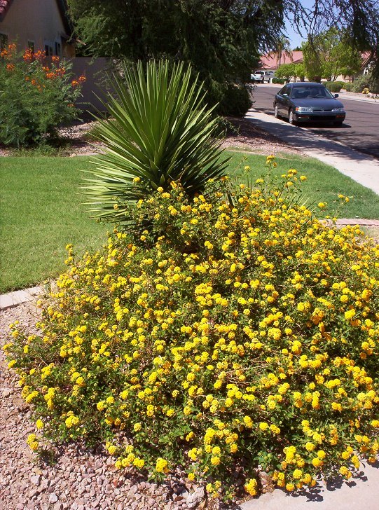 Yellow Lantana