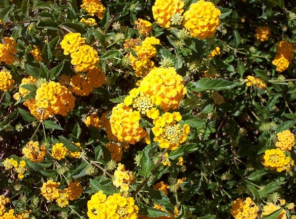 Yellow Lantana Flowers