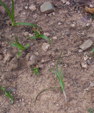 Nut Grass Sprig