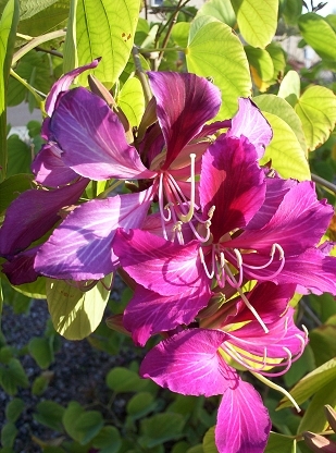 Hong Kong Orchid Tree