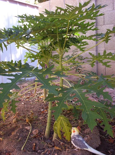 Mexican papayas